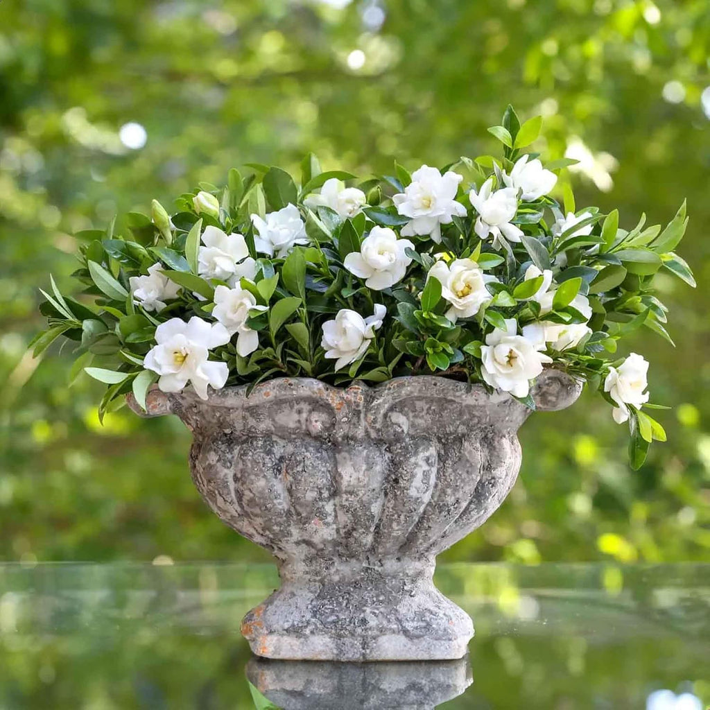 Perfect Plants Jubilation Gardenia Live Plant, 1 Gallon | A Southern Living variety, zones 7-10, sweetly fragrant white