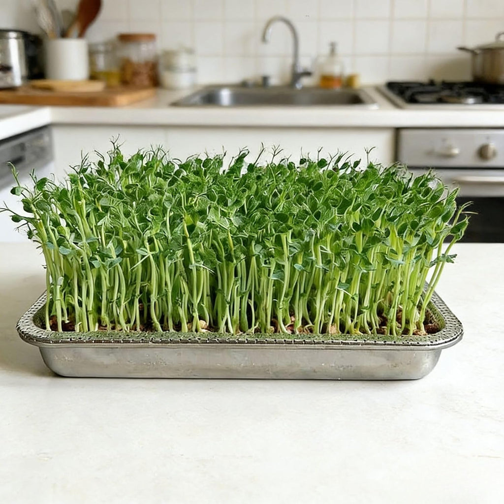 Stainless Steel Sprouting Trays -3pack,Seed Sprouting Kit, Microgreens Growing Kit, Plant Germination Tray with Filter