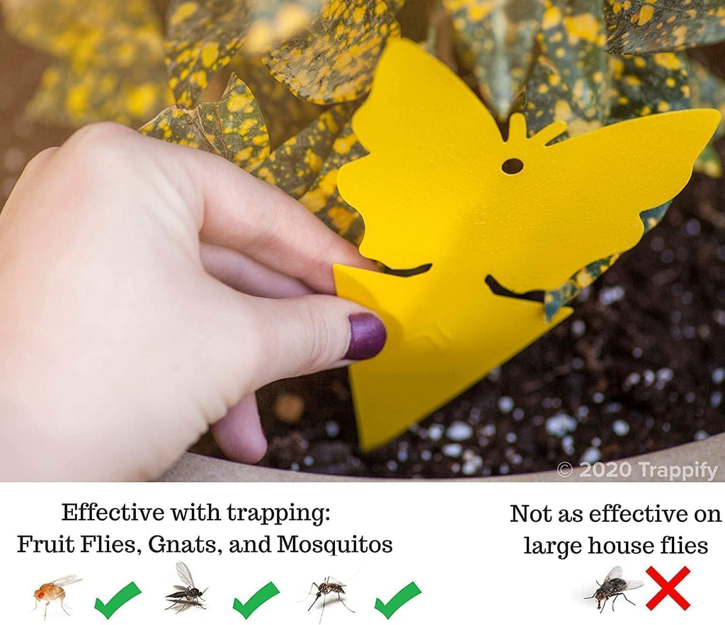 Trappify Gnat Traps for House Indoor and Outdoor | Fruit Fly Trap 100 Pack | Yellow color draws gnats to double-sided