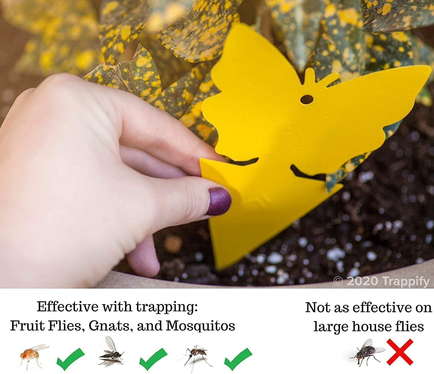 Trappify Gnat Traps for House Indoor and Outdoor | Fruit Fly Trap 100 Pack | Yellow color draws gnats to double-sided