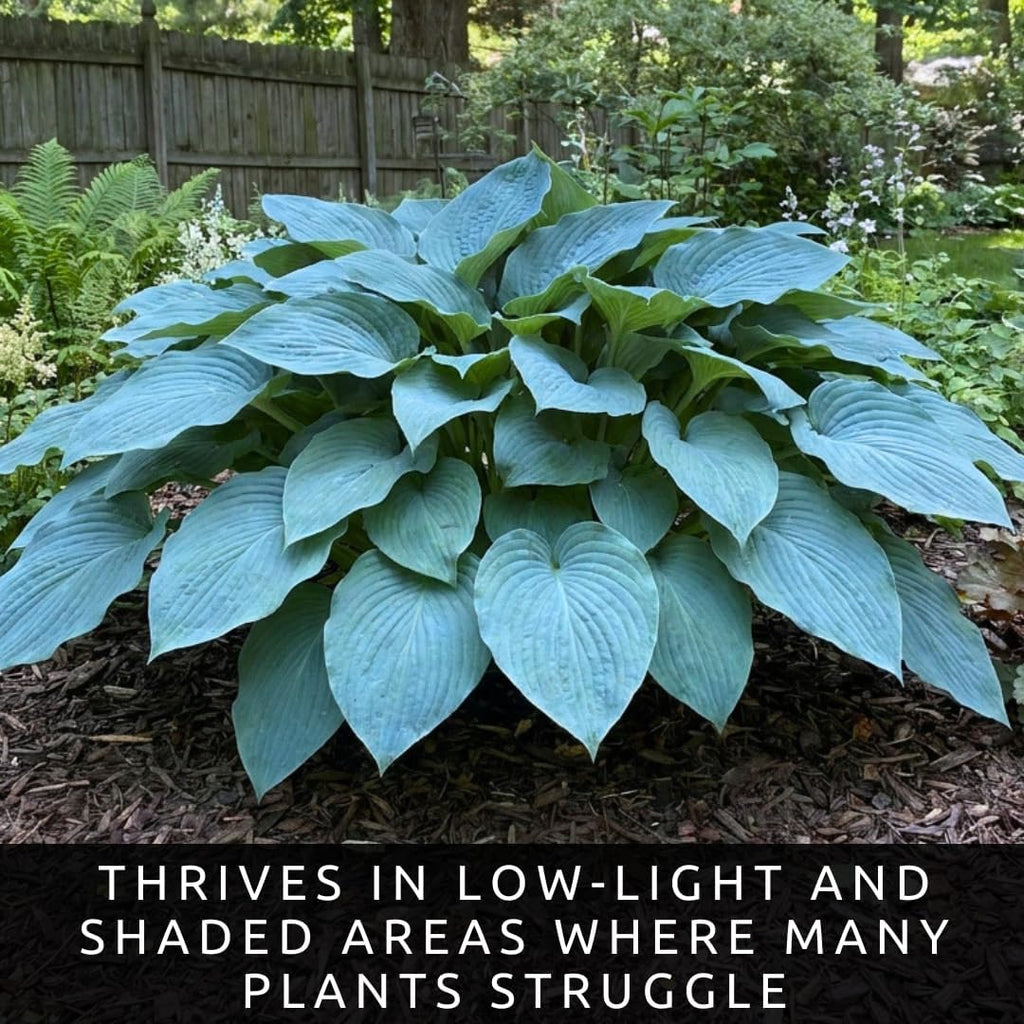 Blue Angel Giant Hosta Plant for Growing - Perennial Shade Plant - Large Blue Green Foliage - Easy to Grow Outdoor