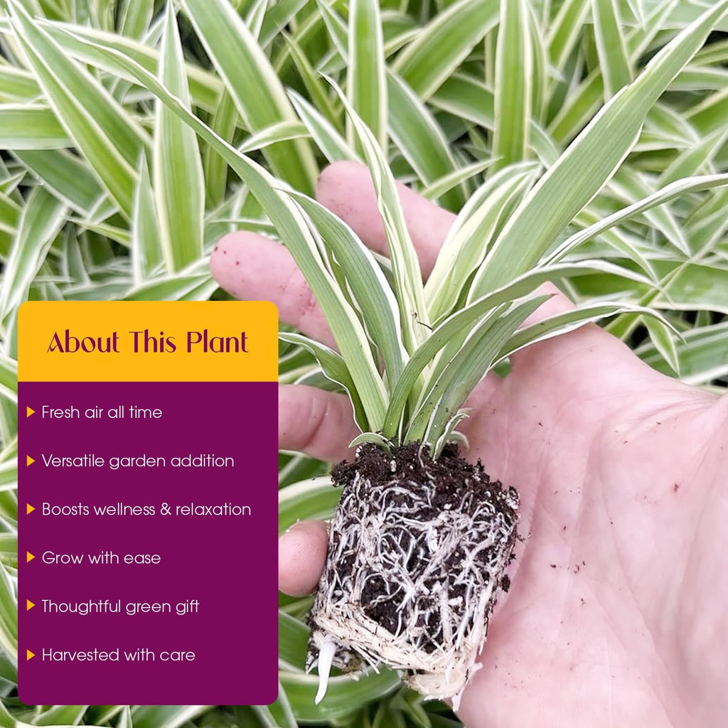 Spider Plant Variety Pack 4 Live Plants Ocean Hawaiian Green Bonnie | Easy Care Indoor Air Purifying Variegated