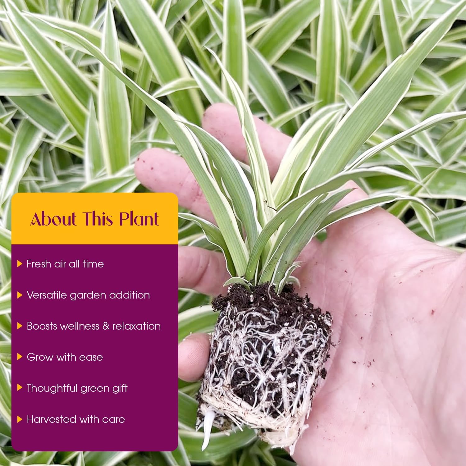 Spider Plant Variety Pack 4 Live Plants Ocean Hawaiian Green Bonnie | Easy Care Indoor Air Purifying Variegated