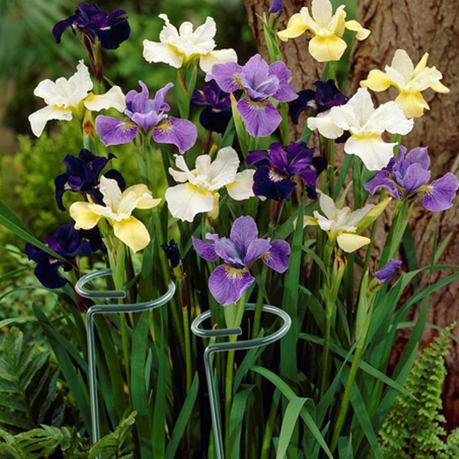 12 Pack 36 inch Plant Support Stakes,Single Stem Plant Support Stake Single Plant Stem Garden Flower Support Stake
