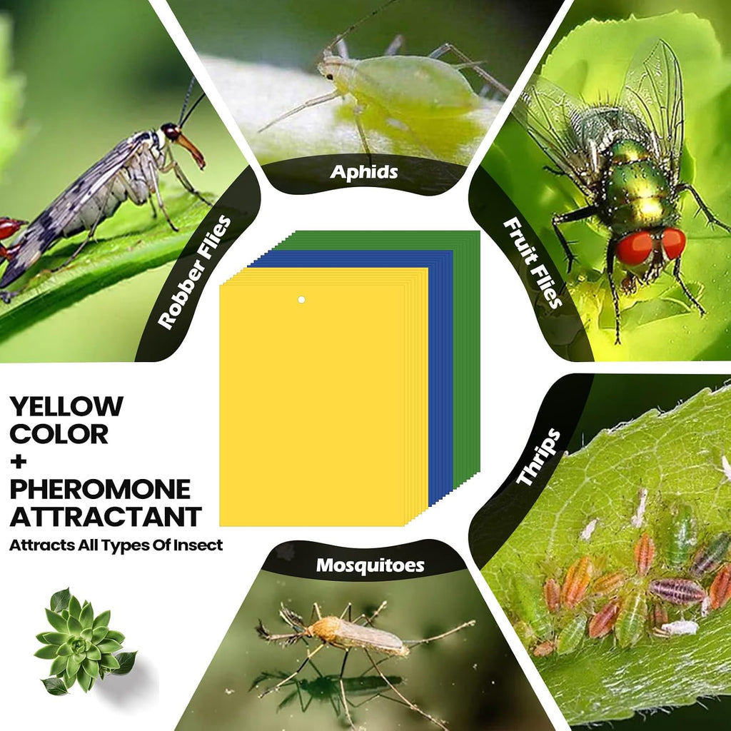 Qualirey 150 Pcs Yellow,Blue,Black Sticky Traps 6x8in for Gnats Indoor | Dual-sided for Fungus Gnats Fruit Flies