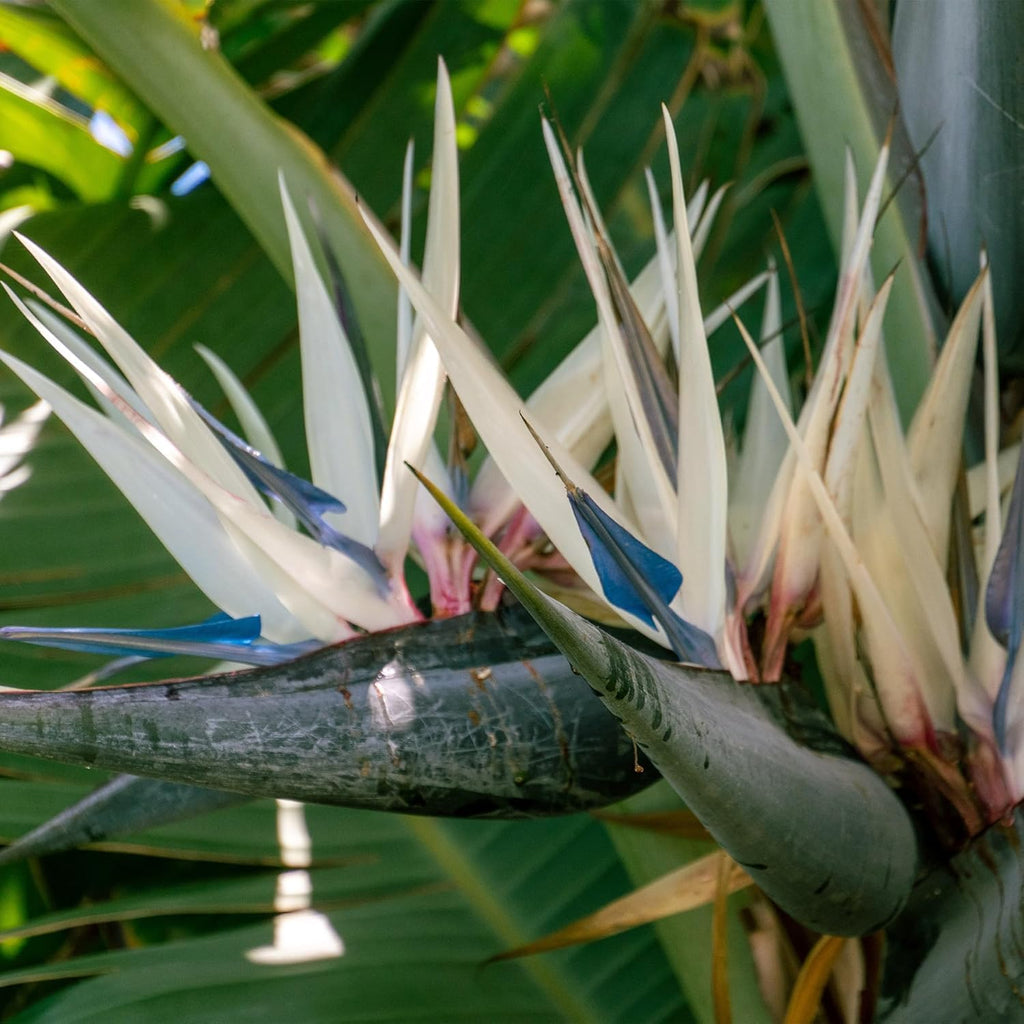 Live Orange & White Birds of Paradise Plant Variety - 'Birds of Paradise' Strelitzia nicolai - ragnaroc Tropical Plant