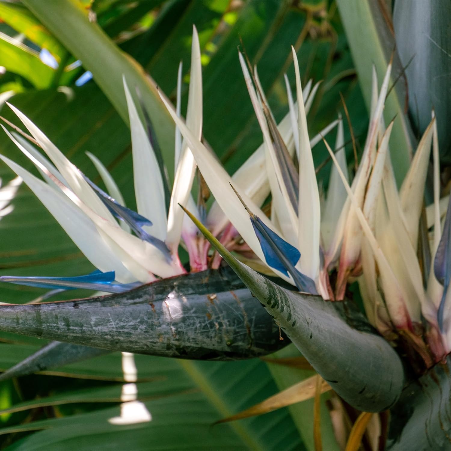 Live Orange & White Birds of Paradise Plant Variety - 'Birds of Paradise' Strelitzia nicolai - ragnaroc Tropical Plant