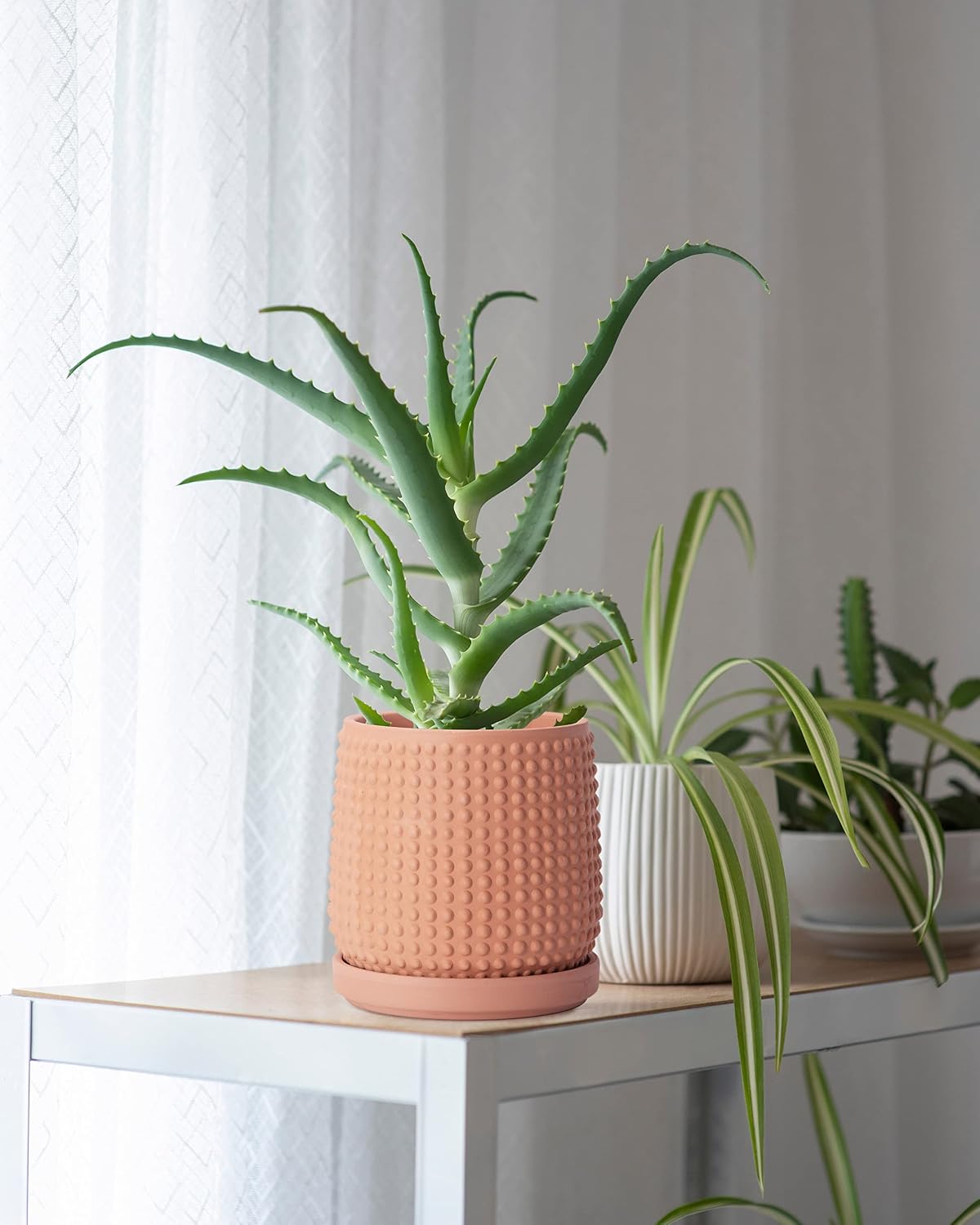 D'vine Dev Beaded Terracotta Pot with Saucer, 6 in, Terra Cotta, 27-C-X-7 | Embossed Dot Texture, Smooth Glazed Finish