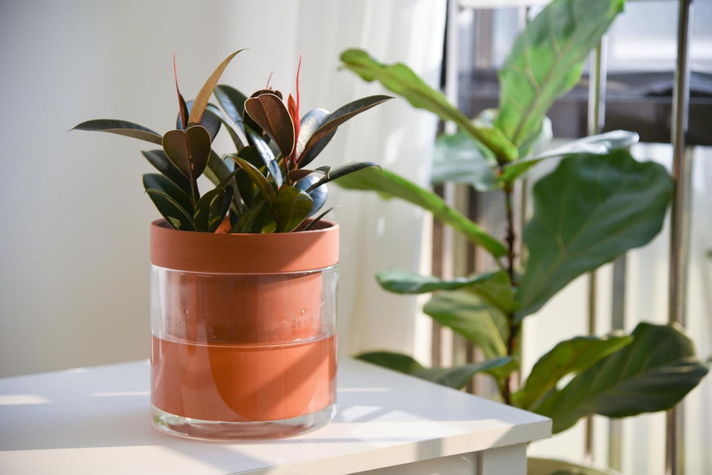 Phoenix Vine 6 Inch Self Watering Planter Pot, Terracotta Clay Pot with Glass Reservoir for Indoor Plants, Herbs