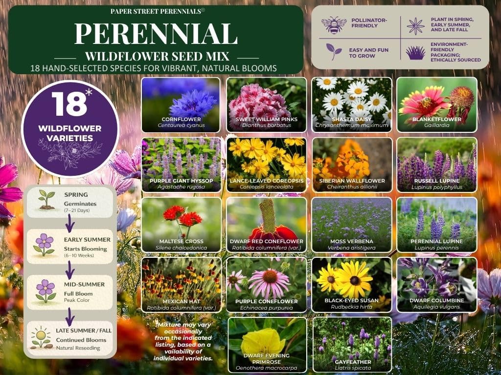 All Perennial Wildflower Seed Mix – 18 Species, 1/4 lb Covers 500 Sq Ft, Non-GMO, Pollinator Friendly, Blooms Year