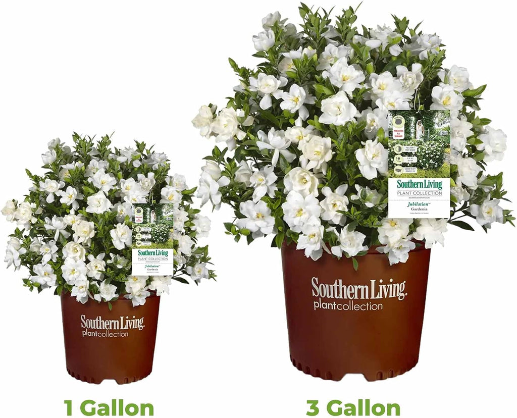Perfect Plants Jubilation Gardenia Live Plant, 1 Gallon | A Southern Living variety, zones 7-10, sweetly fragrant white