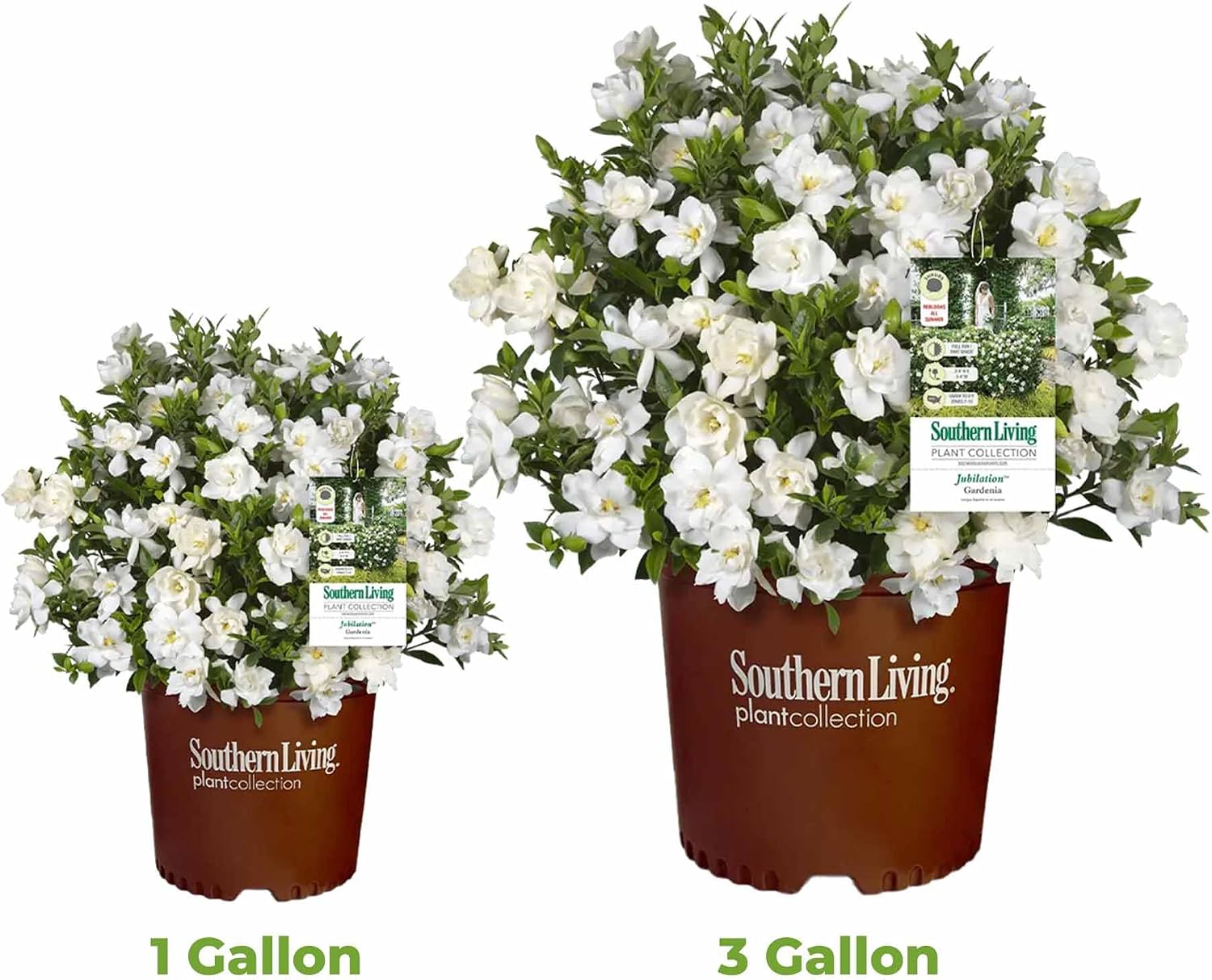 Perfect Plants Jubilation Gardenia Live Plant, 1 Gallon | A Southern Living variety, zones 7-10, sweetly fragrant white
