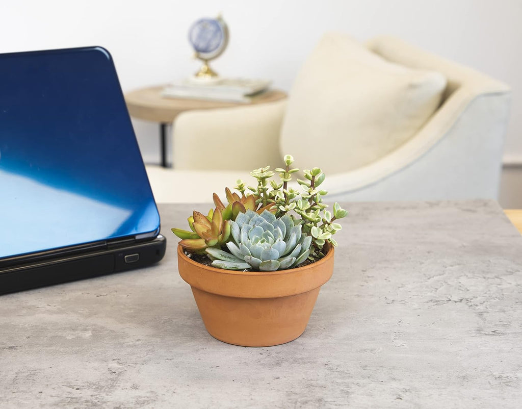 Live Succulents Assortment in Clay Pot, Garden Succulent Planter, Unique Gardening Gifts for Plant Lovers, Live