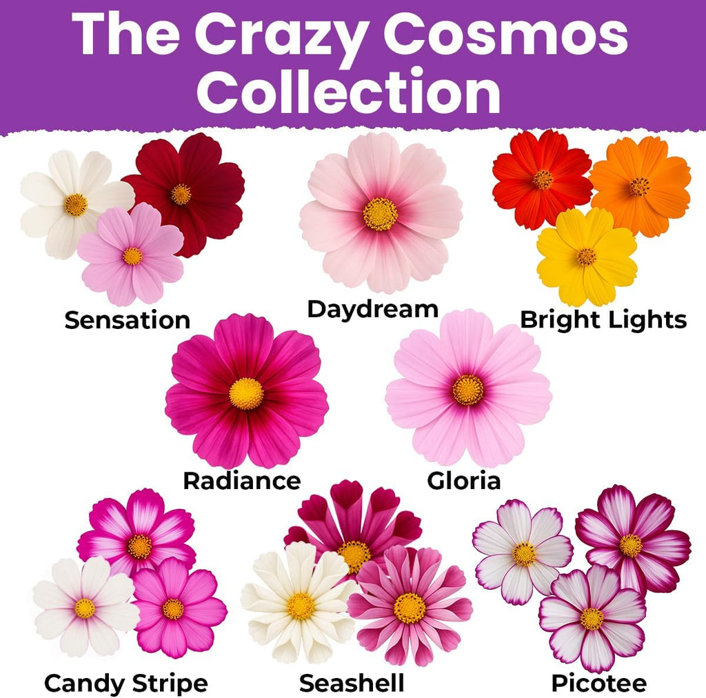 NatureZ Edge, Crazy Cosmos Seeds for 2026, 17,100 Cosmos Seed, 1/4 lb, Made In USA, Annual Cut Flowers, Wildflower