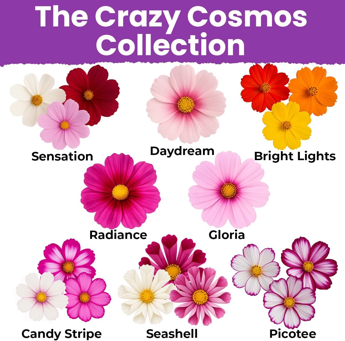 NatureZ Edge, Crazy Cosmos Seeds for 2026, 17,100 Cosmos Seed, 1/4 lb, Made In USA, Annual Cut Flowers, Wildflower
