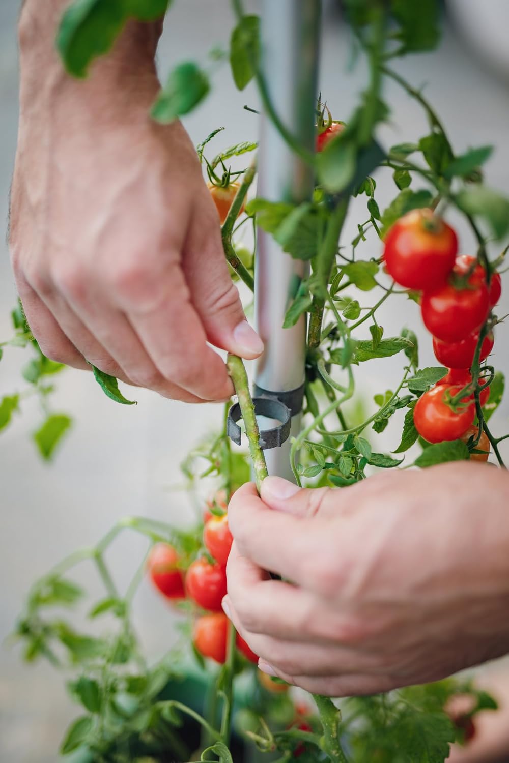 BUZZY Seeds Self-Watering Vertical Tomato Planter, Trellis, 1.2 Gal, Gray | Self-watering vertical planter with