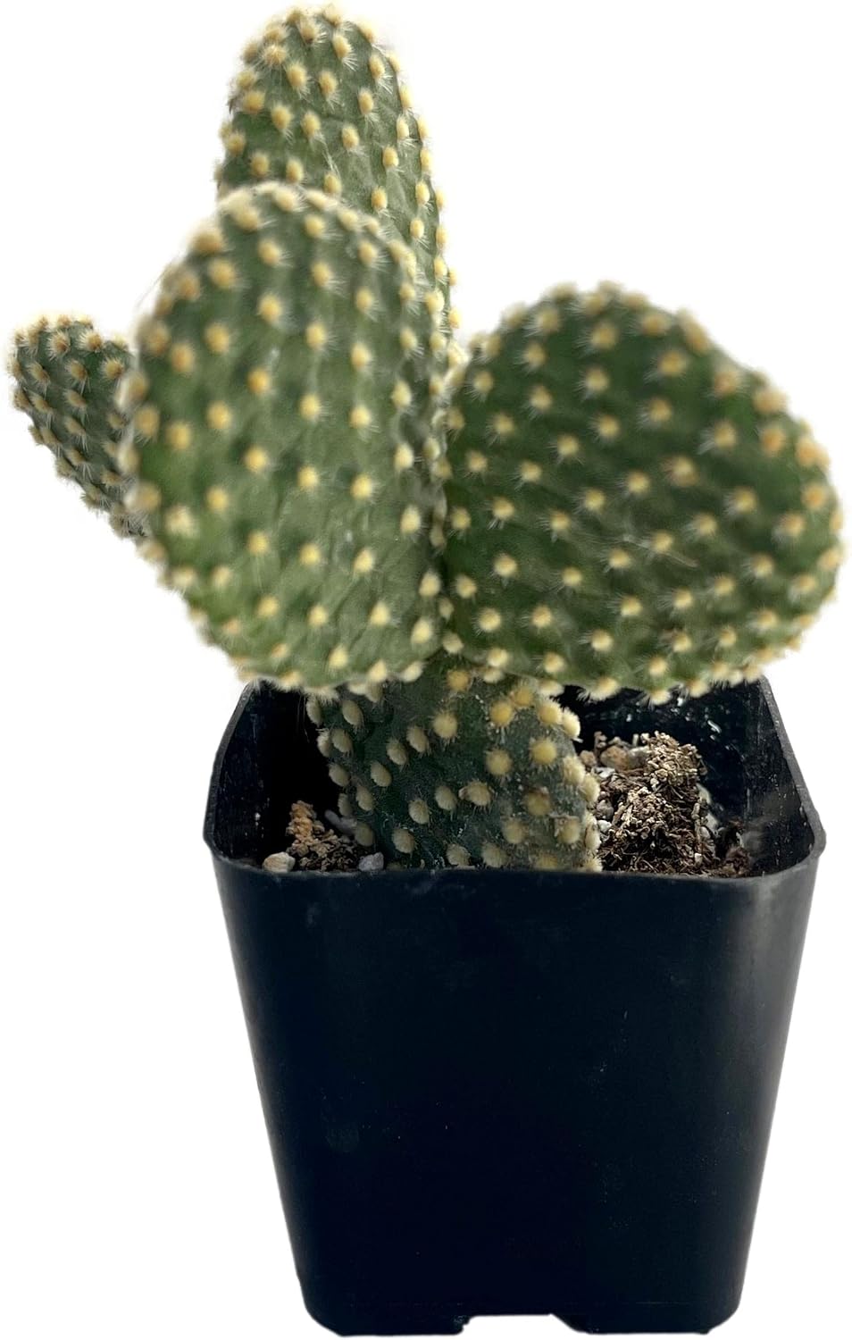 Live Mini Cactus Plants (8 Pack), Assorted Potted Cacti Variety Pack | Eight unique live cacti in 2" pots, ready to