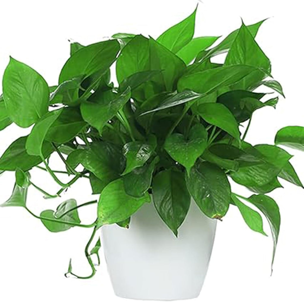 5 Inches Self Watering Planter, 10 Pack Plastic Self Watering Pots with 10 Wick Ropes, Wicking Flower Pots for Violets