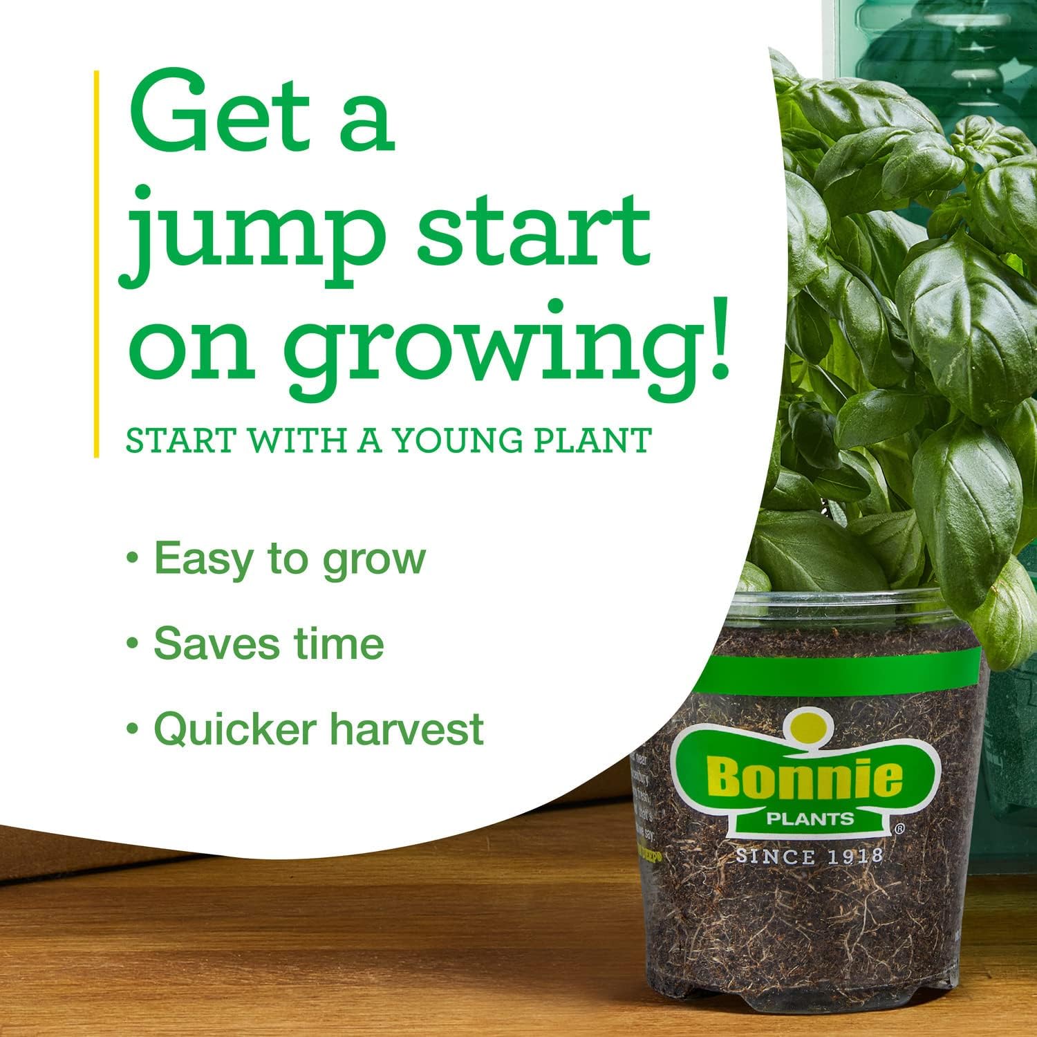 Bonnie Plants Catnip Live Herb Plants - 4 Pack, Pet Friendly, Grows Great In Containers, Fresh For Cats & Dries For Cat