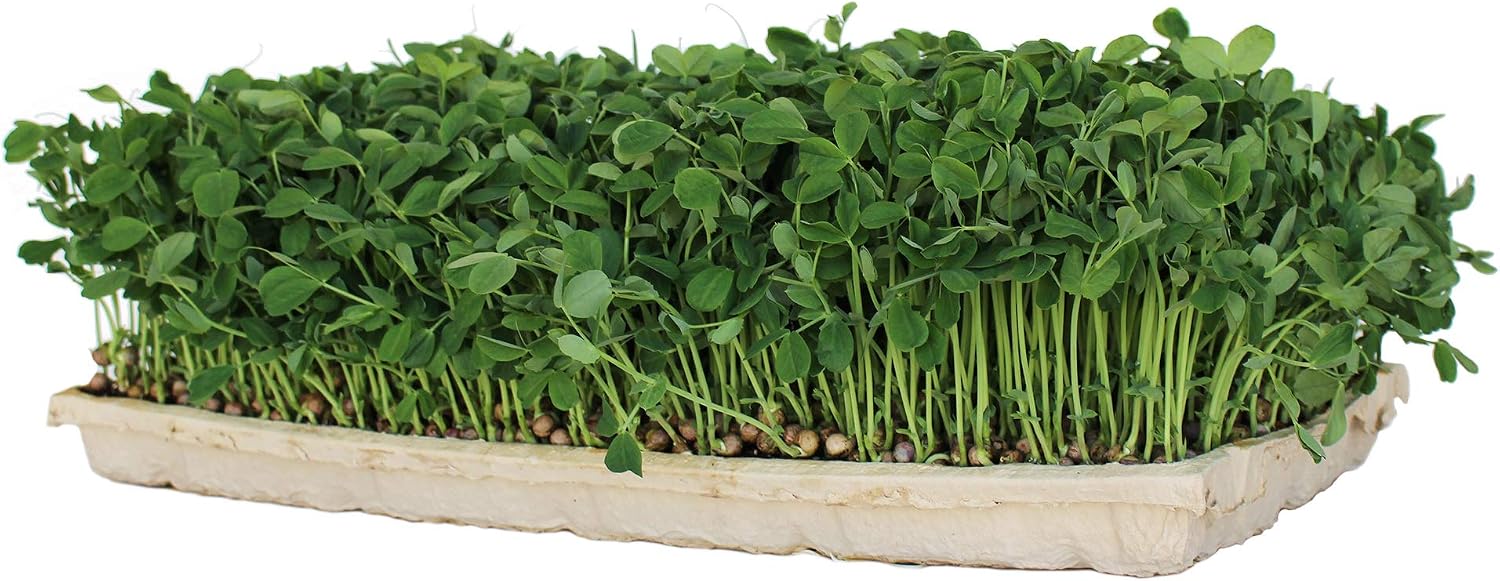 Handy Pantry True Microgreen Tray - ECO Compostable Plant Growing Trays - Single Use Stiff Paper Growing Flats with