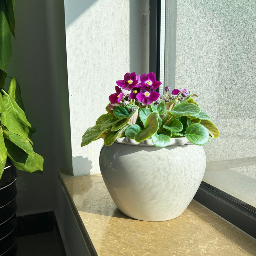 African Violet Flower Pot Ceramic Self Watering Flower Pot 6.5 * 4.6 * 4 inch Simple Plant Self Watering Pot Indoor