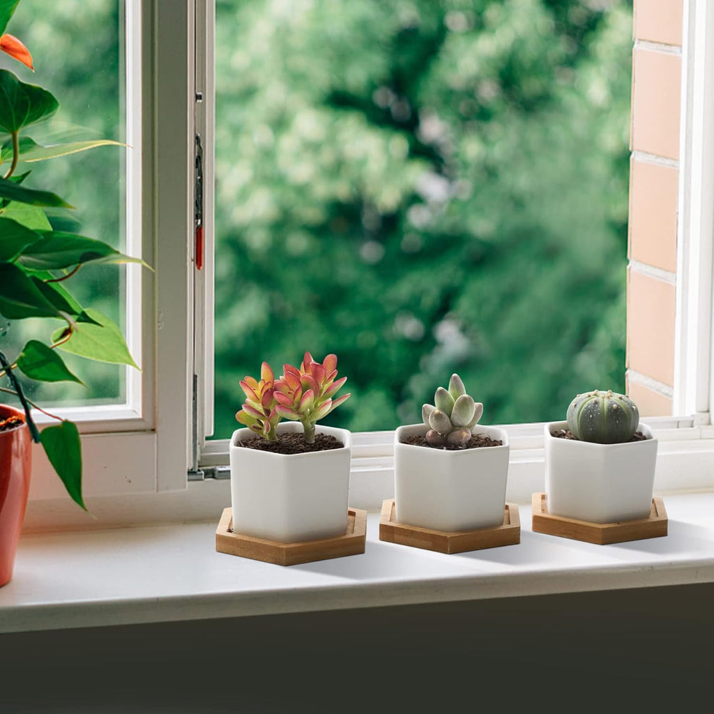T4U Small Succulent Pots 12 Pack, Mini Flower Planters with Drainage White | Live cactus bonsai starter, Indoor