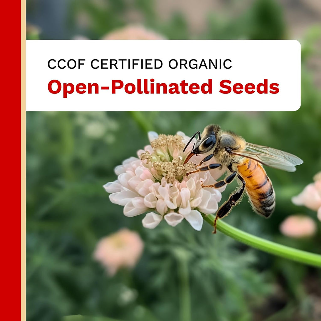 The Harvest Company Pizza Garden Seed Collection – Open-Pollinated Seeds for Indoor & Outdoor Gardening, Tomatoes