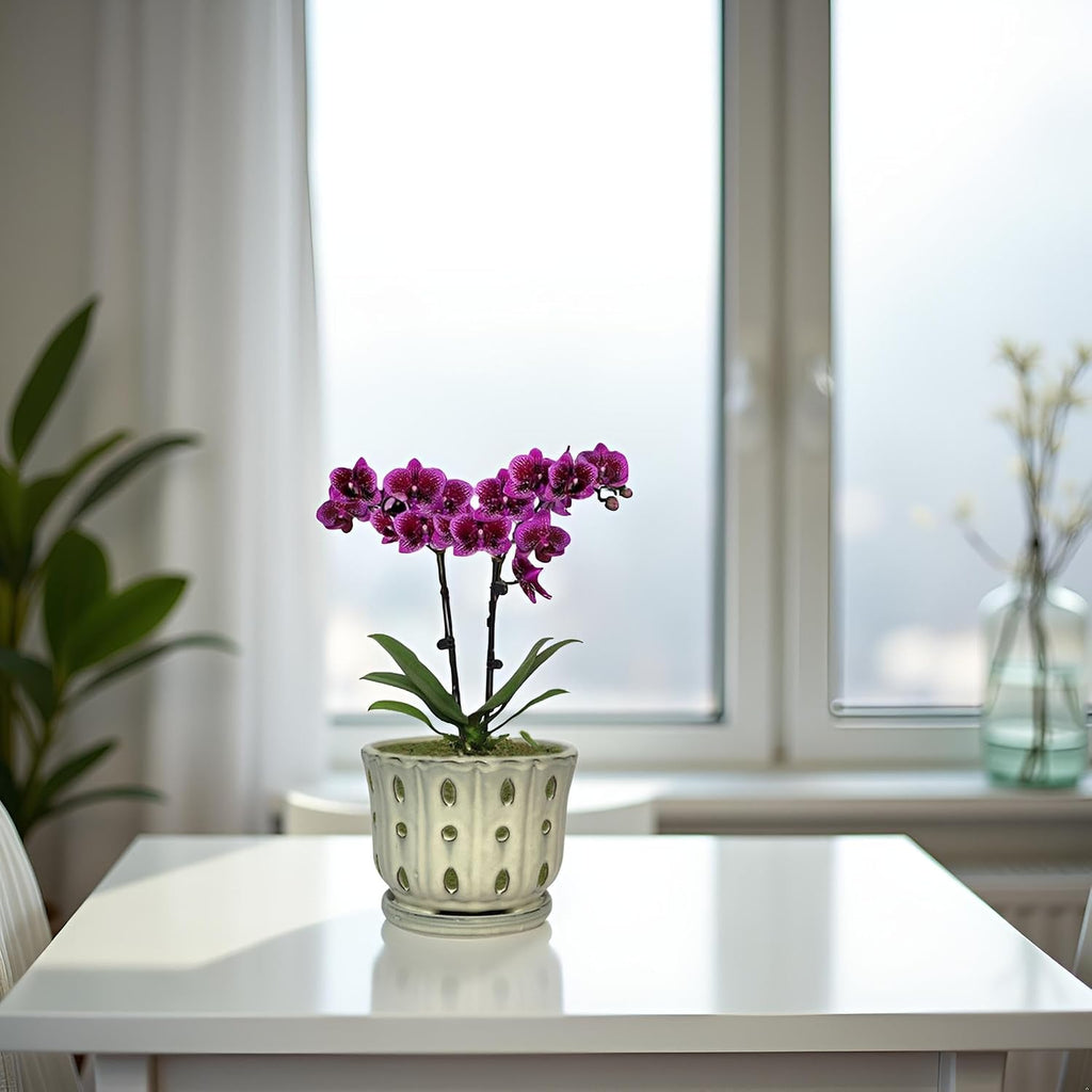 Ceramic Orchid Pot With Attached Saucer and Drainage Hole 6'' (Cream) | Orchid Planter,Orchid Ceramic Pot,Orchid Pots