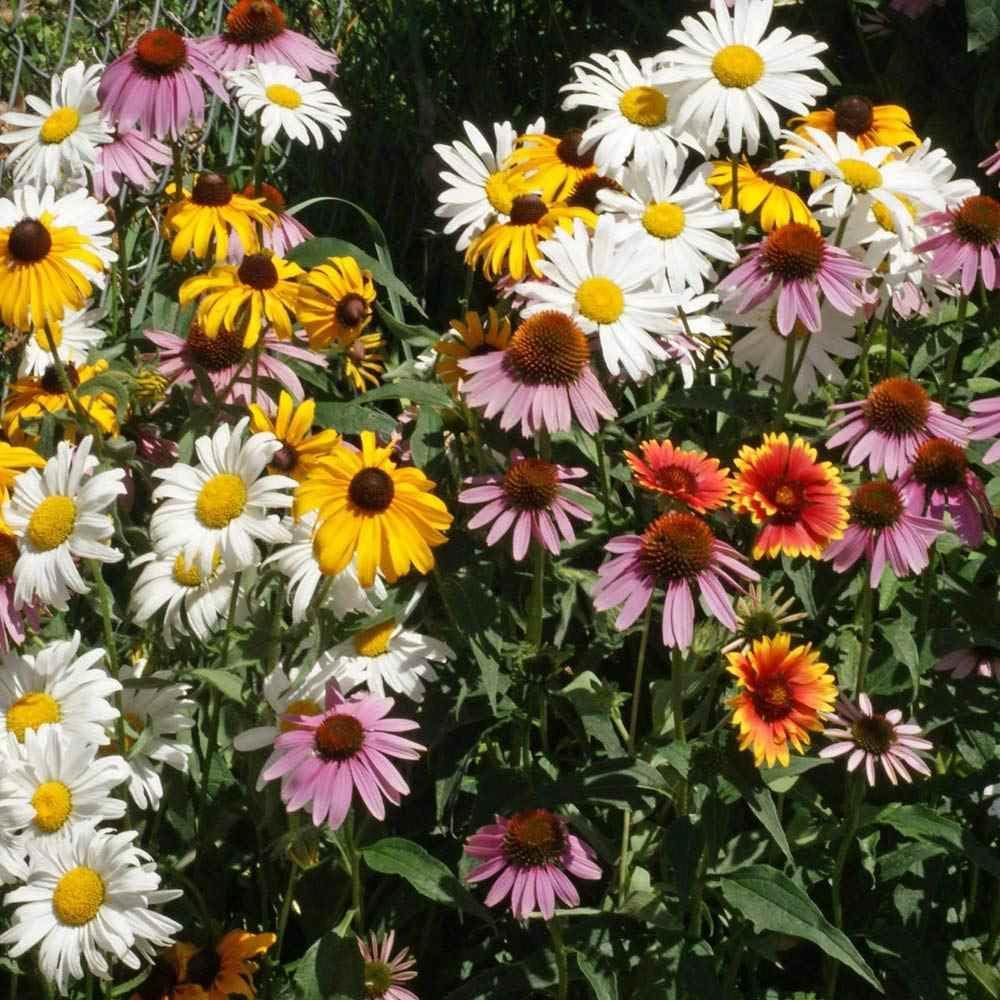 Outsidepride Perennial Wild Flower Seed Mix - 1 lb. Diverse, Long-Lasting Blooms, Easy to Grow Perennial Flower Seeds