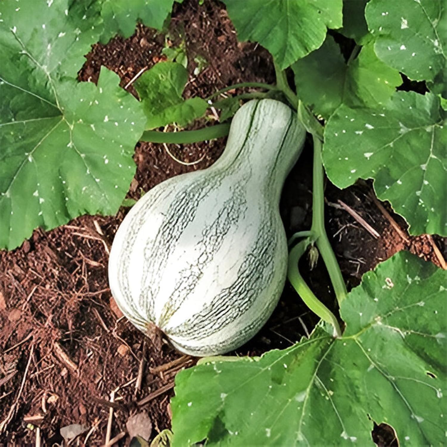 Cushaw Green Striped Pumpkin Seeds, Non-GMO Heirloom Variety Cucurbita argyrosperma, 575 Seeds of Large, Sweet-Fleshed