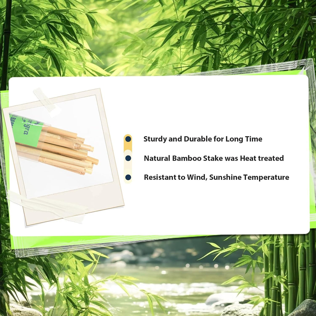 30pcs Bamboo Stakes 4FT, 1/2" D Thicker Garden Stakes Multi-Purpose, Plant Stakes for Tomatoes, Beans, Cucumbers