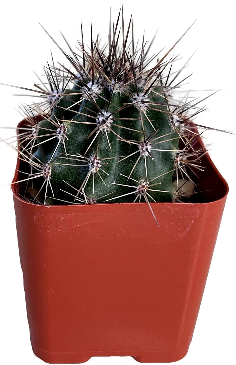 Live Mini Cactus Plants (8 Pack), Assorted Potted Cacti Variety Pack | Eight unique live cacti in 2" pots, ready to