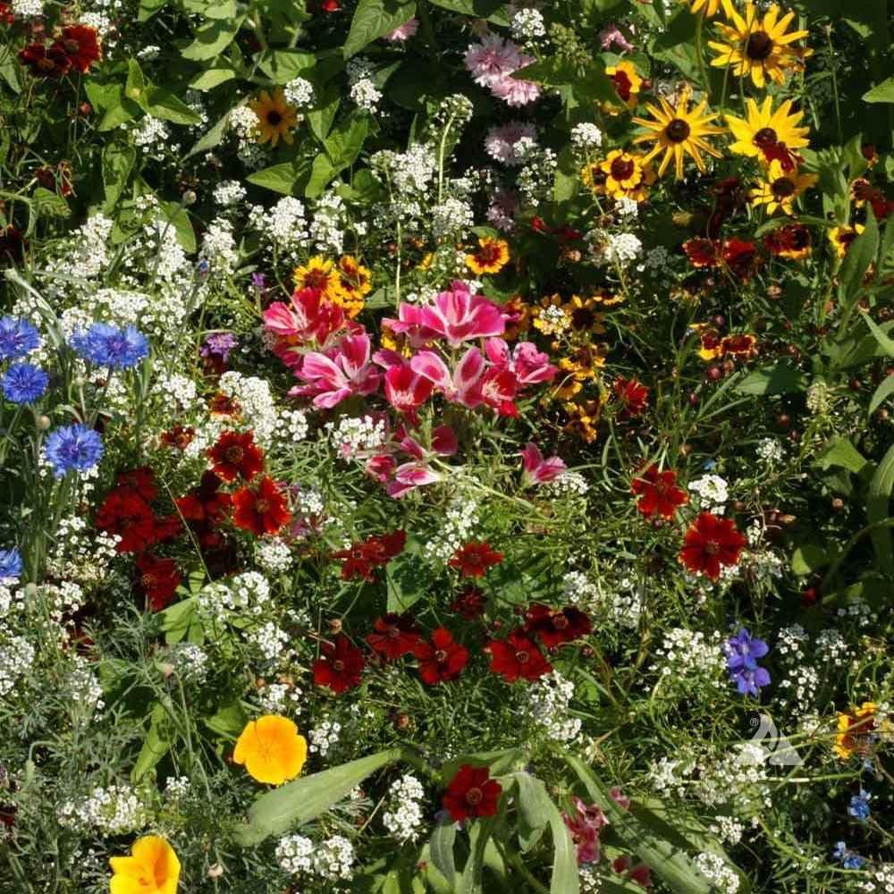 Outsidepride Birds & Butterfly Wild Flower Seed Mix - 1 Lb. Premium Blend of Annual & Perennial Wildflower Seeds for