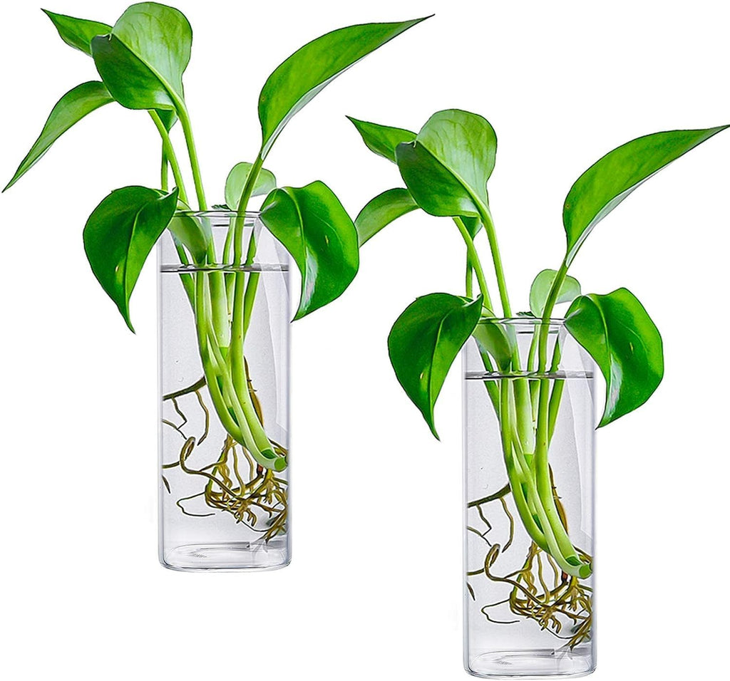 Fasmov 6 Pack Wall Hanging Glass Planters, Terrarium Holders for Air Plants, Succulents, Flowers - Square, Clear Vase