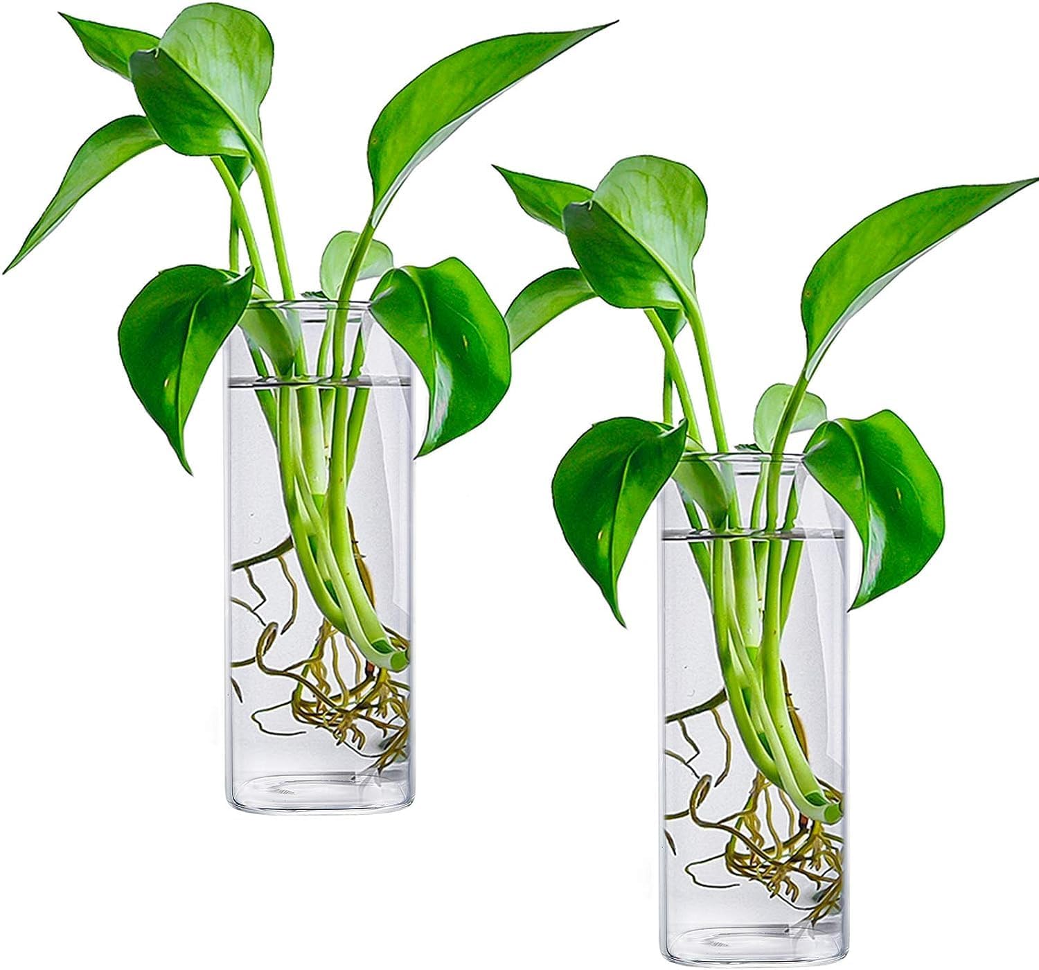 Fasmov 6 Pack Wall Hanging Glass Planters, Terrarium Holders for Air Plants, Succulents, Flowers - Square, Clear Vase
