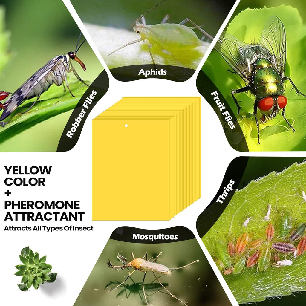 Qualirey 900 Pcs 6x8 Inch Yellow Sticky Traps for Gnats, Dual-Sided Sticky Gnat Traps for Indoor Outdoor, Fly Catcher