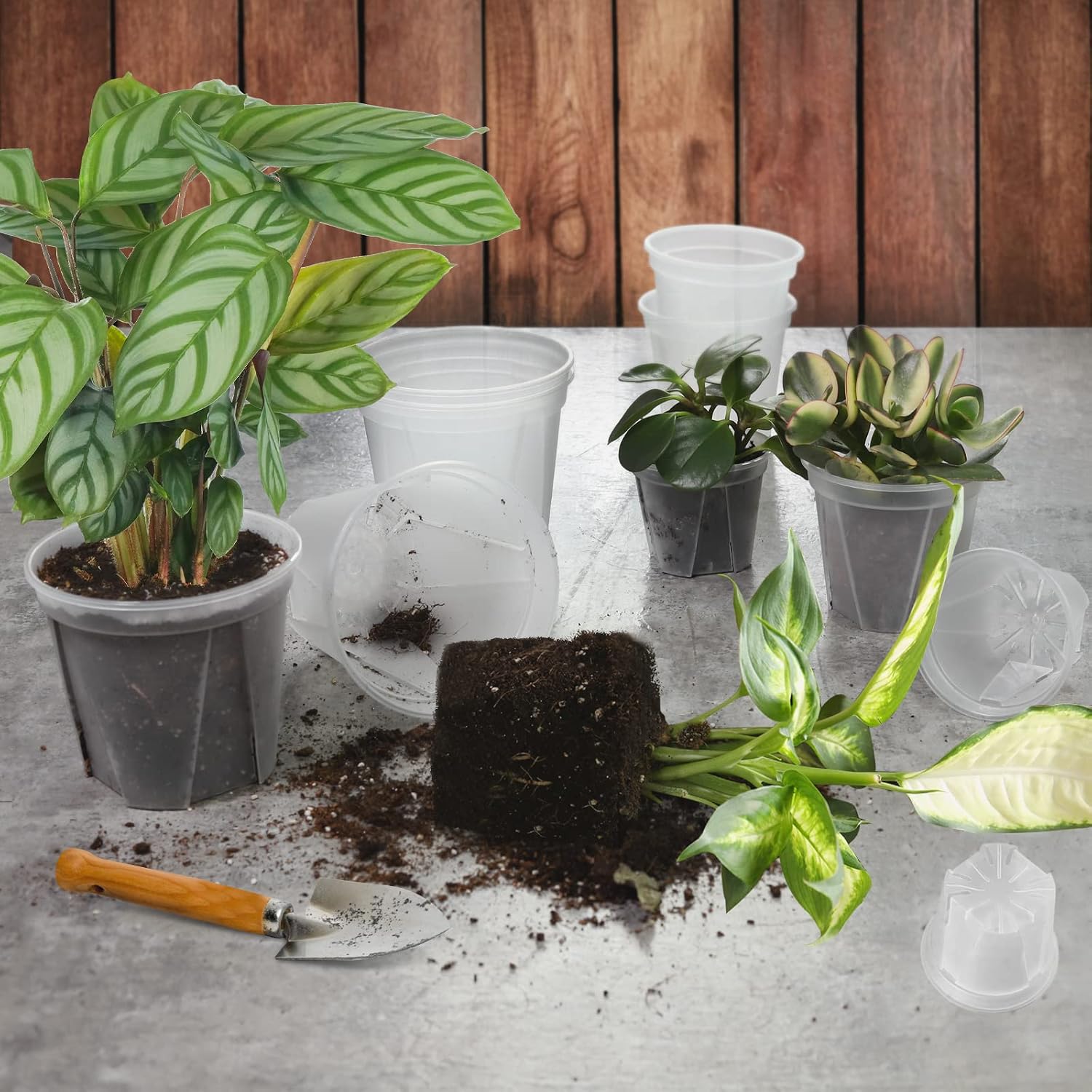 GREENPARA Clear Plant Nursery Pots with Saucer for Indoor & Outdoor Plants | 4/5/6/7/8 Inch Drainage Holes Root