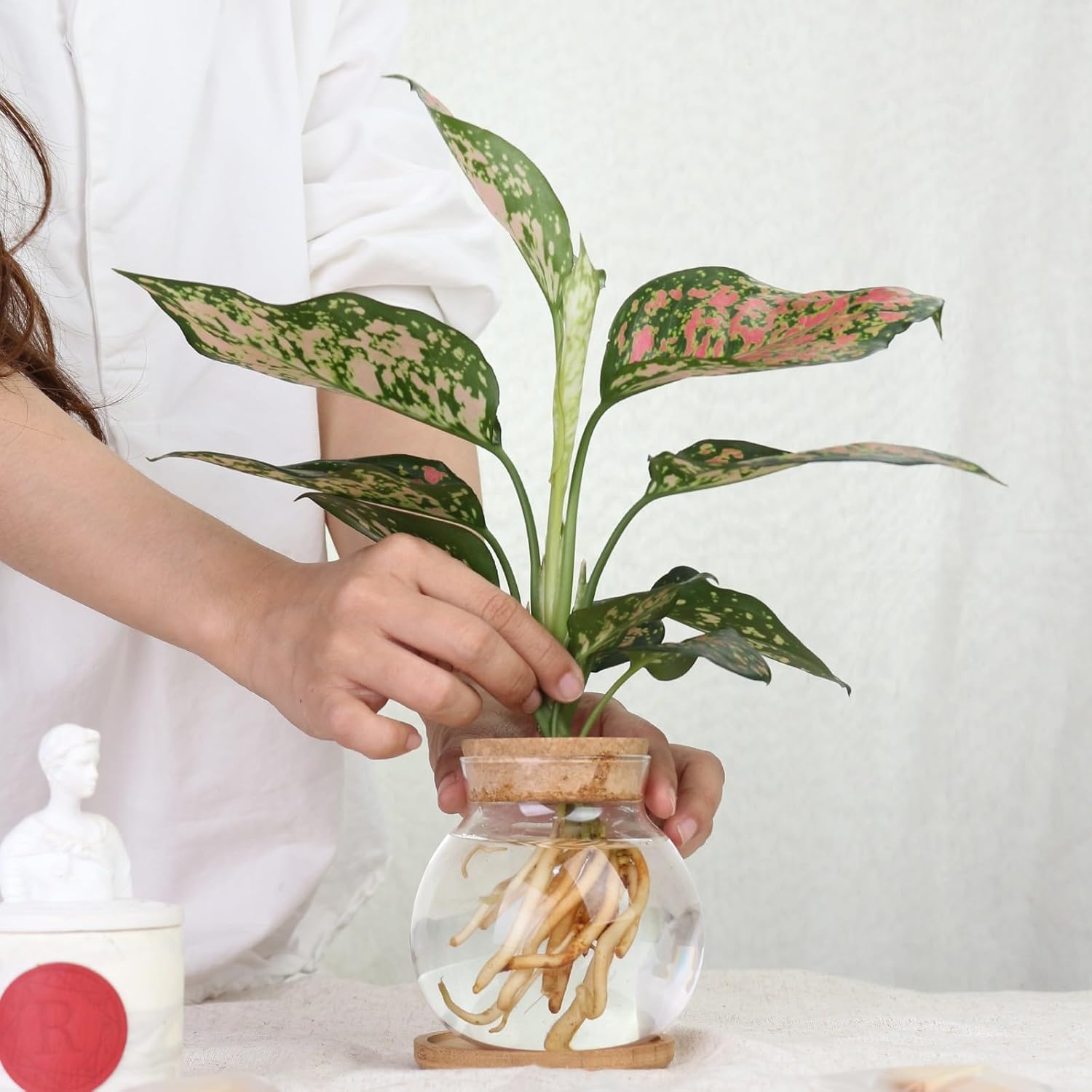 Plant Propagation Station,Hydroponic Glass Container Vase Jars, with Wooden Saucer for Desks, Houses, Garden