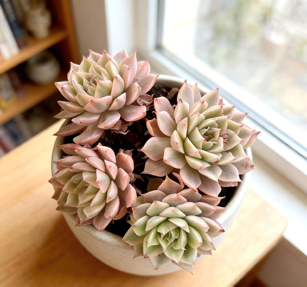 Live Houseplants Succulents – Echeveria Margaret Variegata with Succulent Care Accessories, Compact Live Plant for