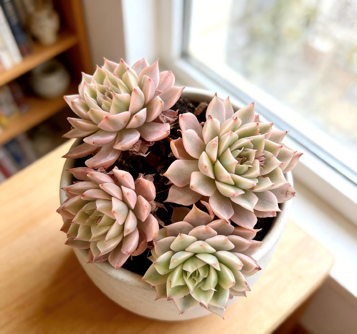 Live Houseplants Succulents – Echeveria Margaret Variegata with Succulent Care Accessories, Compact Live Plant for