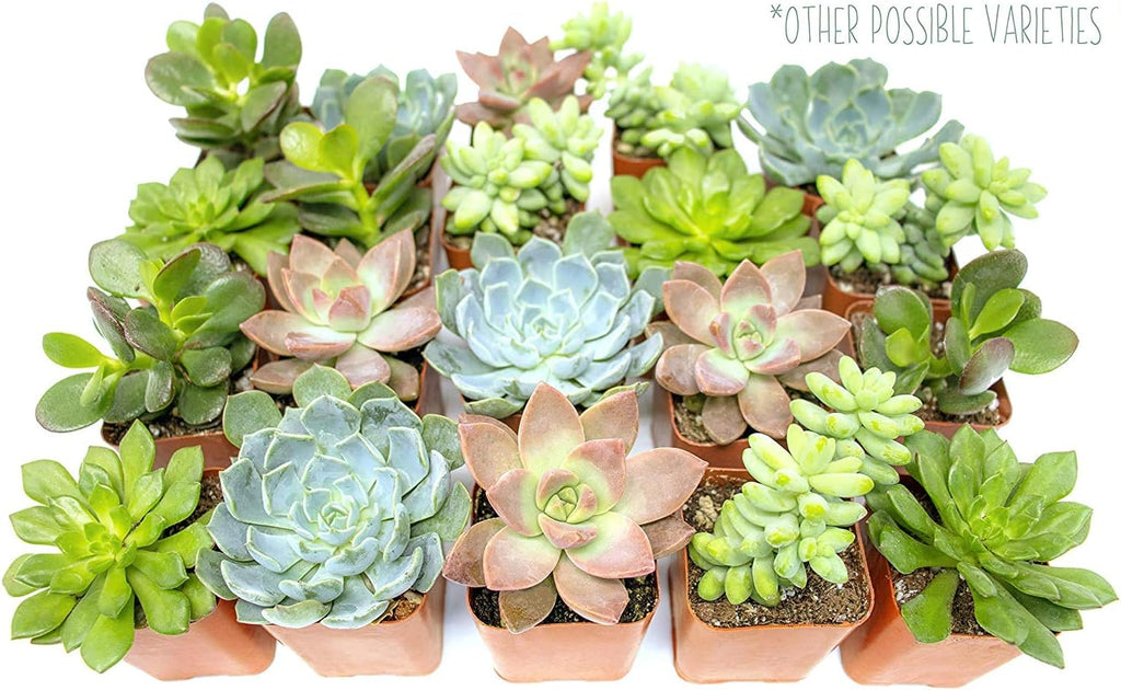 Live Succulents Assortment in Clay Pot, Garden Succulent Planter, Unique Gardening Gifts for Plant Lovers, Live