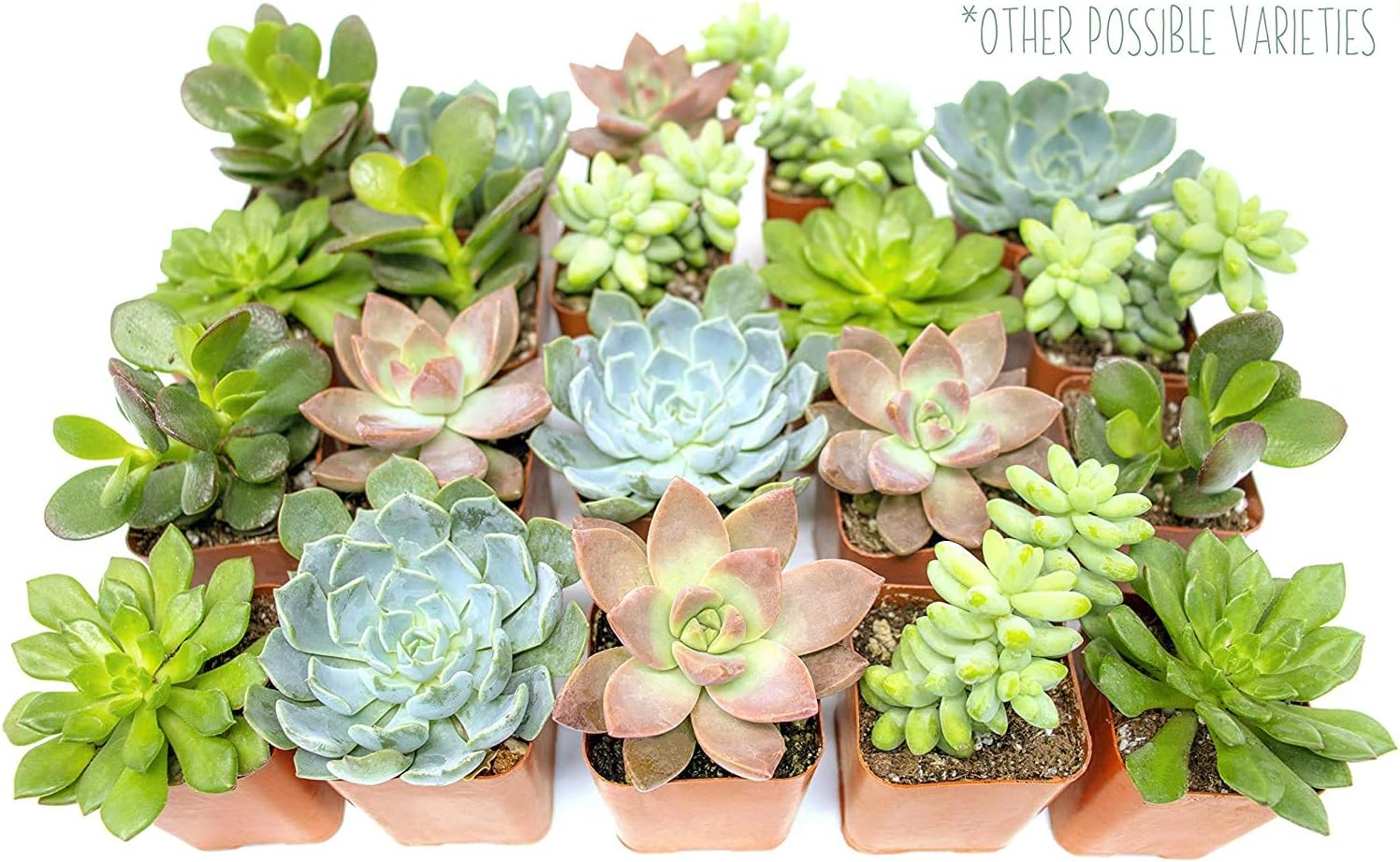 Live Succulents Assortment in Clay Pot, Garden Succulent Planter, Unique Gardening Gifts for Plant Lovers, Live