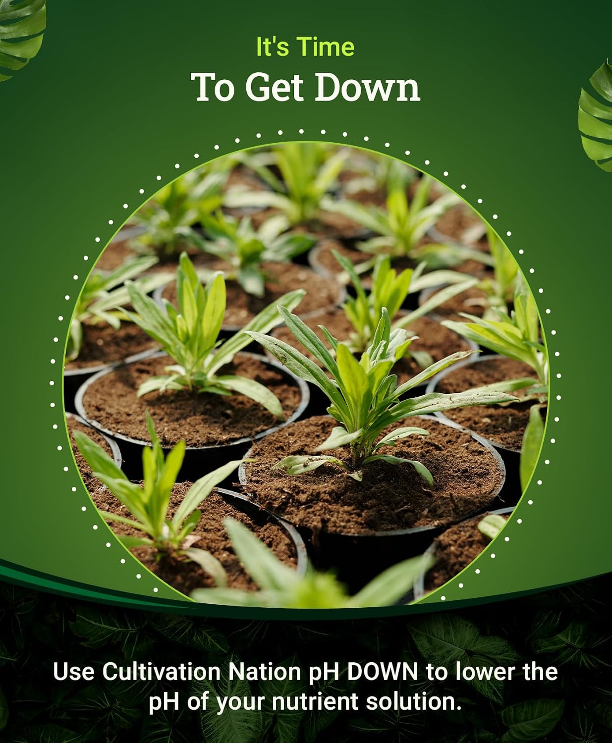 FoxFarm Cultivation Nation pH Down for Plants’ Nutrient Solutions - Formulated with Citric Acid for Adjustment - Ideal