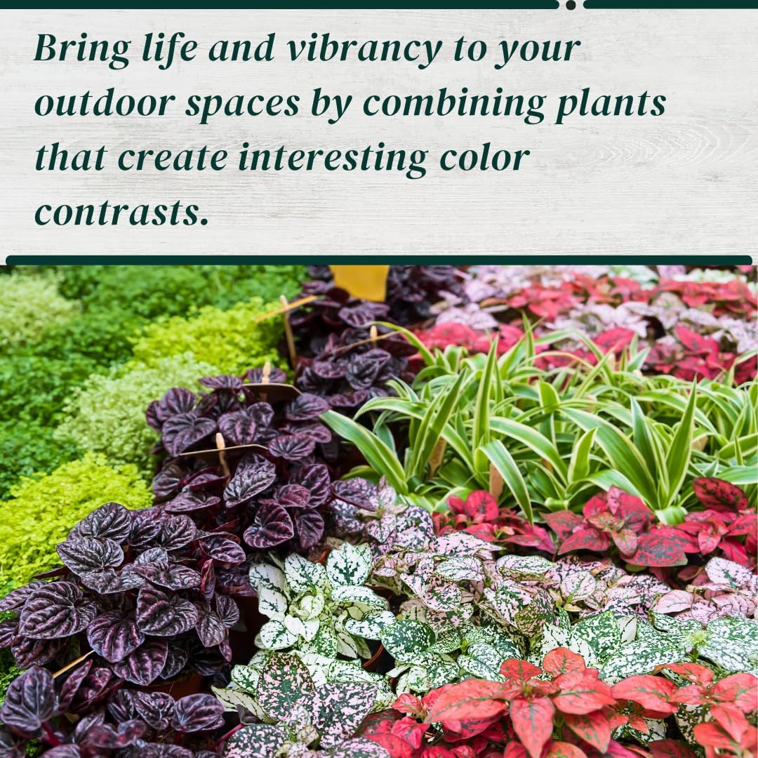 Polka Dot Plant Collection (4-Pack) - House Plants Indoors Live, Air Purifying Live Indoor House Plants, (Red, White