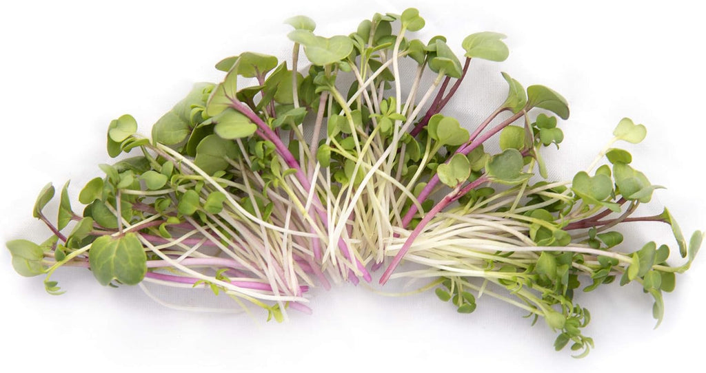 Spicy Microgreens Seed Variety Pack for Planting | Contains Super Spicy Microgreen Mix, Rainbow Radish Mix, Garden