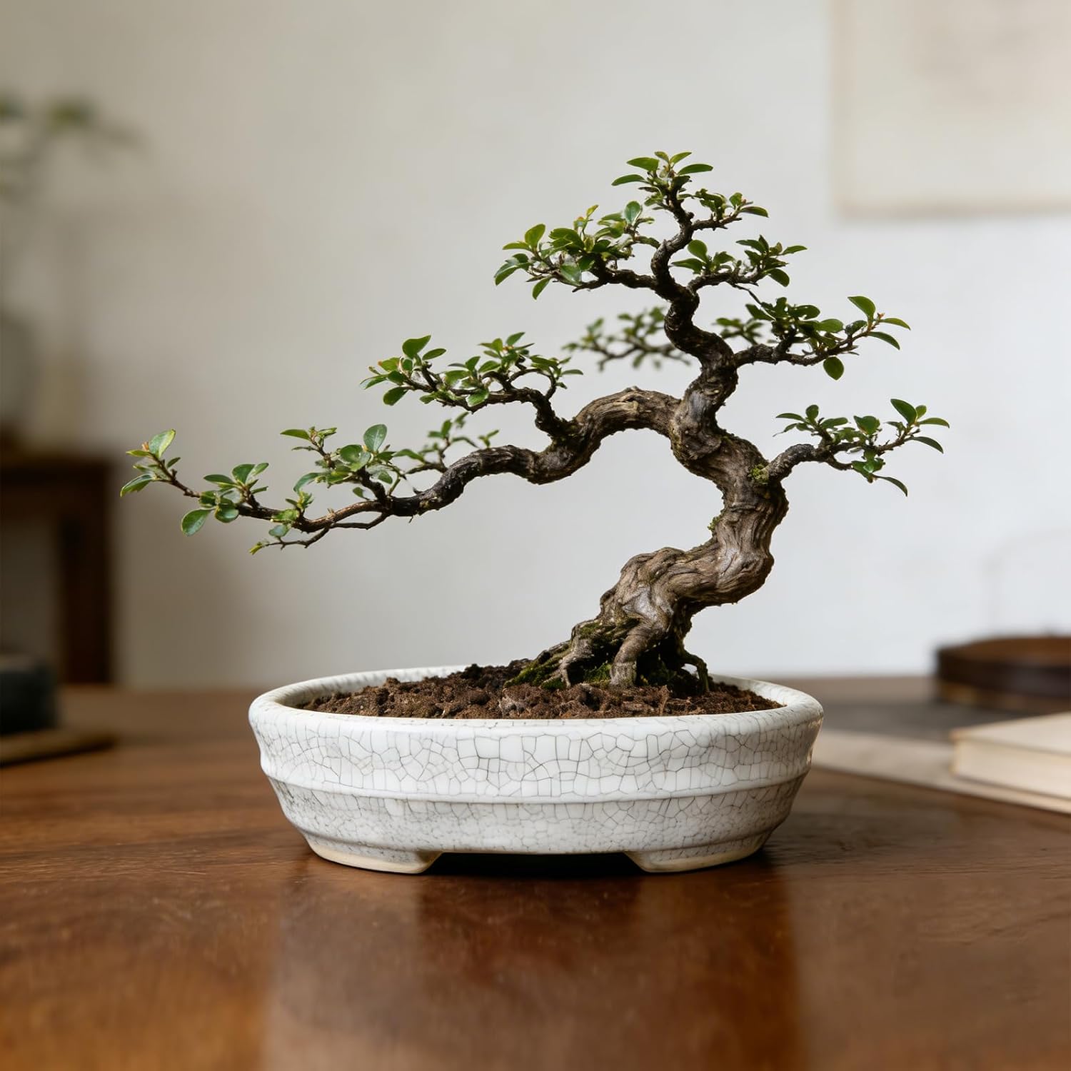 5-Pack Bonsai Pots with Drainage, 5" Shallow Red & White Planters | Glazed ceramic bonsai pot with drainage hole, small