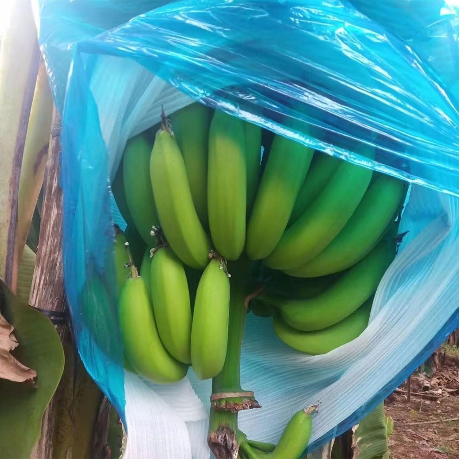 5PCS Banana Grow Bag, Plastic Protection Cover Ripening Netting, 150 * 80cm/59 * 31in. Sun Protection Fruit Keeper