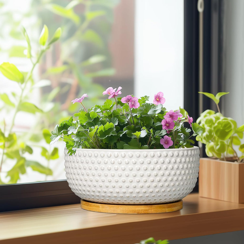 Succulent Pots 8 Inch - Ceramic Bonsai Planters for Indoor Plants, Plant Pot with Drainage Hole and Saucer, Shallow