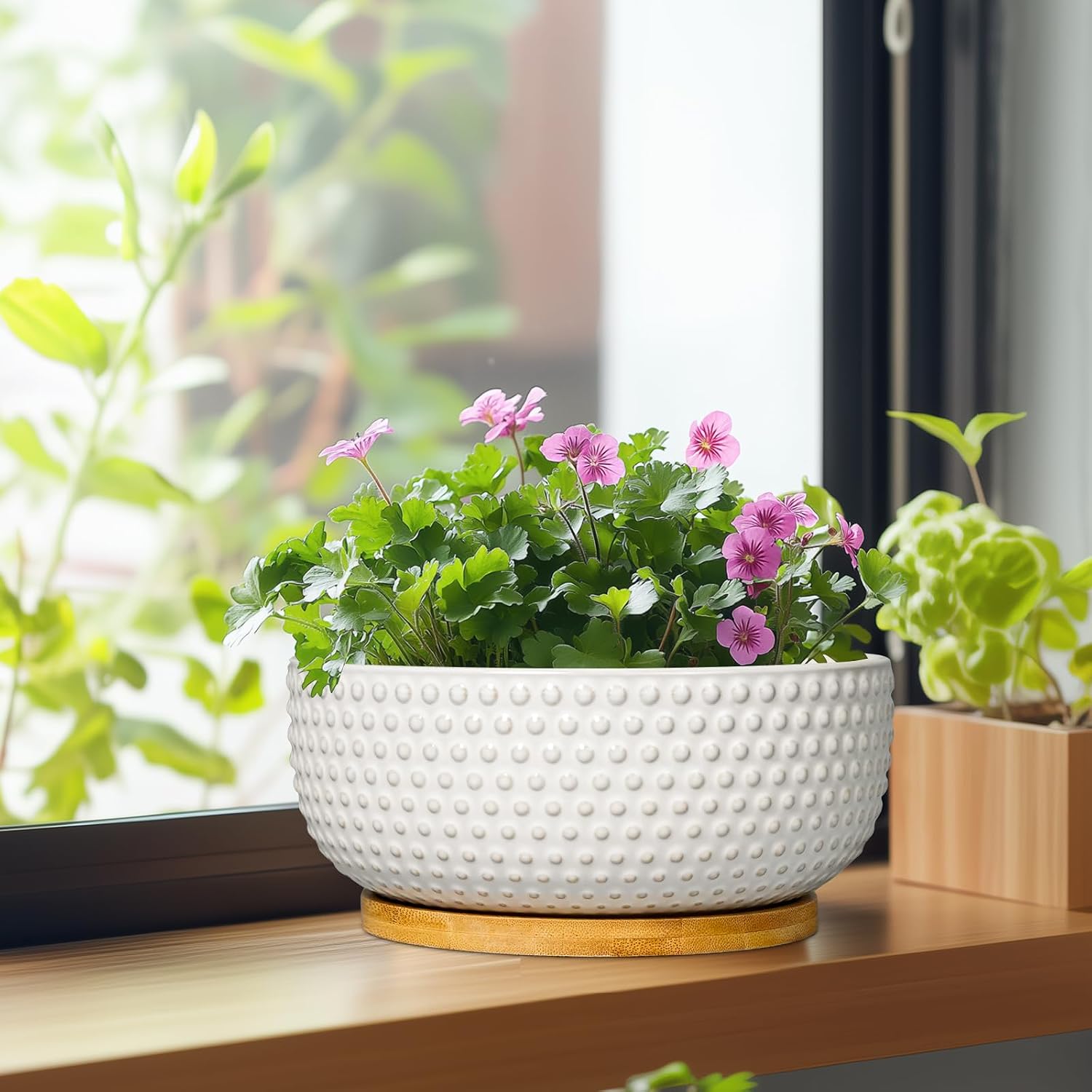 Succulent Pots 8 Inch - Ceramic Bonsai Planters for Indoor Plants, Plant Pot with Drainage Hole and Saucer, Shallow