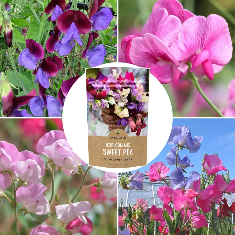 Sweet Pea Seeds Heirloom Mix - Bulk 1/4 Pound Bag - Over 1,400 Seeds - Large Fragrant Lavender, Purple, Red, Pink and